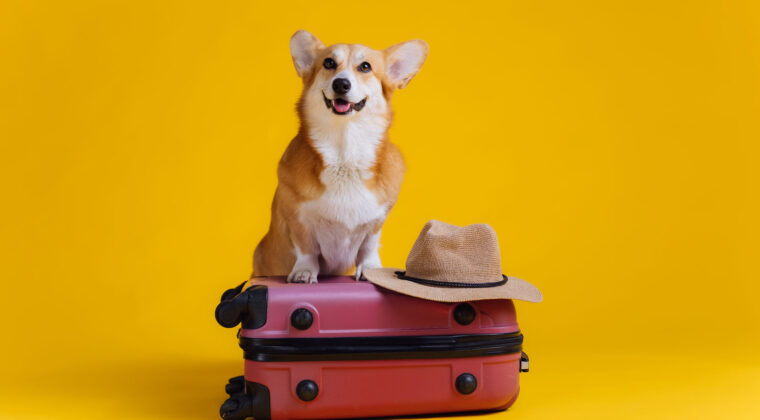 Pet sitter sau Pet Hotel? De ce Ringstar Pet Hotel este alegerea mai bună pentru animalul tău de companie
