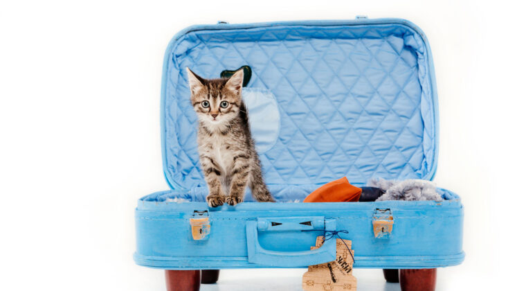 De ce Ringstar Pet Hotel este alegerea potrivită pentru pisica ta